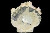 Fossil Pectin (Chesapecten) In Sandstone - Virginia #66395-1